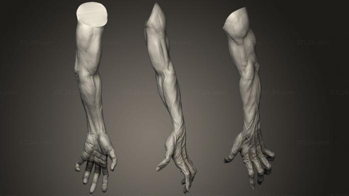 Anatomy of skeletons and skulls (Zombie hand, ANTM_1318) 3D models for cnc